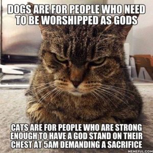 Lolcats - gifs - LOL at Funny Cat Memes - Funny cat pictures with words on  them - lol, cat memes, funny cats