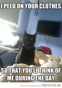 Smiles menacingly* - Lolcats - lol, cat memes, funny cats, funny cat  pictures with words on them, funny pictures, lol cat memes