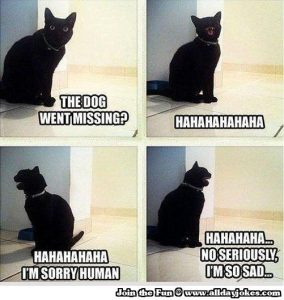 cat #catmeme #meme #gatosseencarando #funny #laugh #cats #blackcat #p