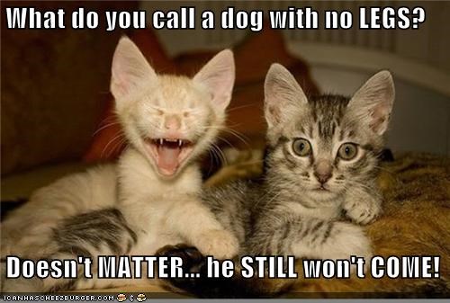 The 101 Best Cat Memes Ever Made - LOL Cats