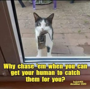 Smiles menacingly* - Lolcats - lol, cat memes, funny cats, funny cat  pictures with words on them, funny pictures, lol cat memes