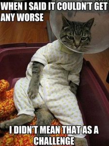 I can't make it today I'm sick. .of work - Pampered Cat Meme