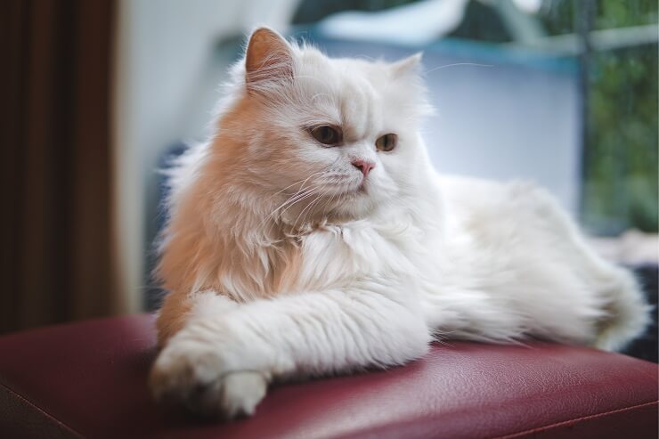 persian cat short eared cat