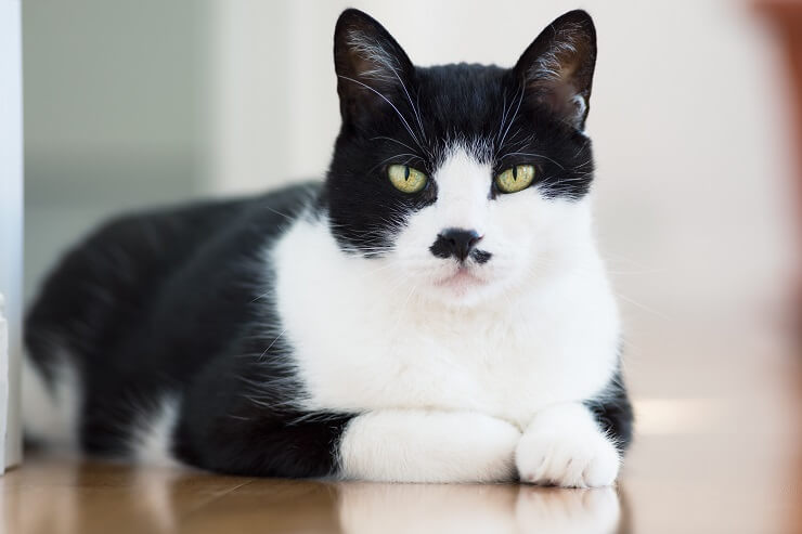 white cat with black spots