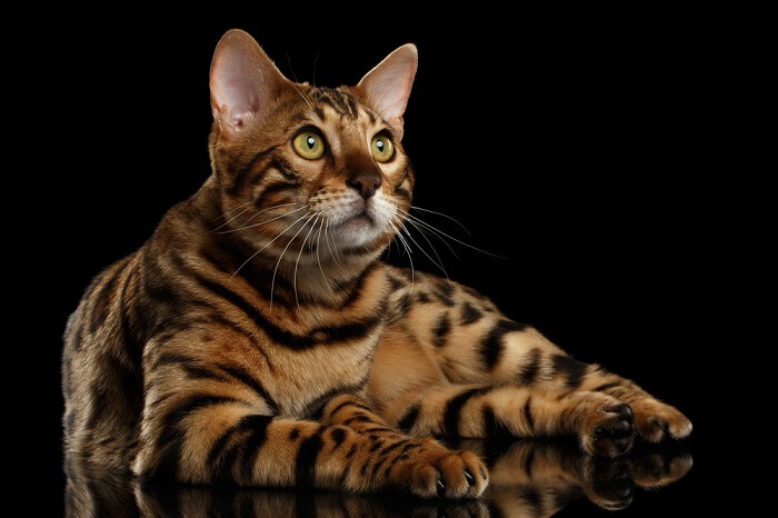 Cat Names for Bengal Cats  Popular Male and Female Cat Names