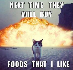 funny appropriate cat memes