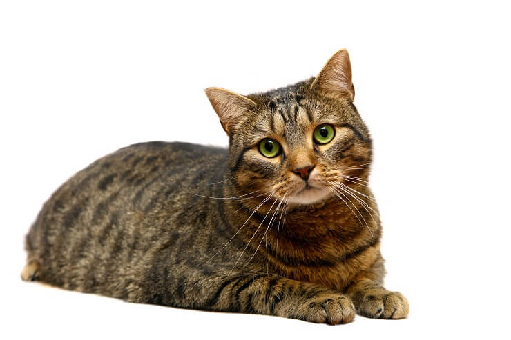 2018 popular male tabby cat names