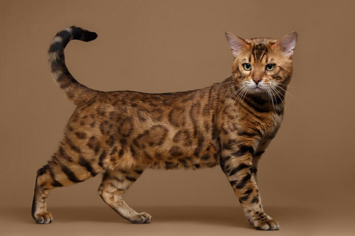 Cat Names for Bengal Cats  Popular Male and Female Cat Names