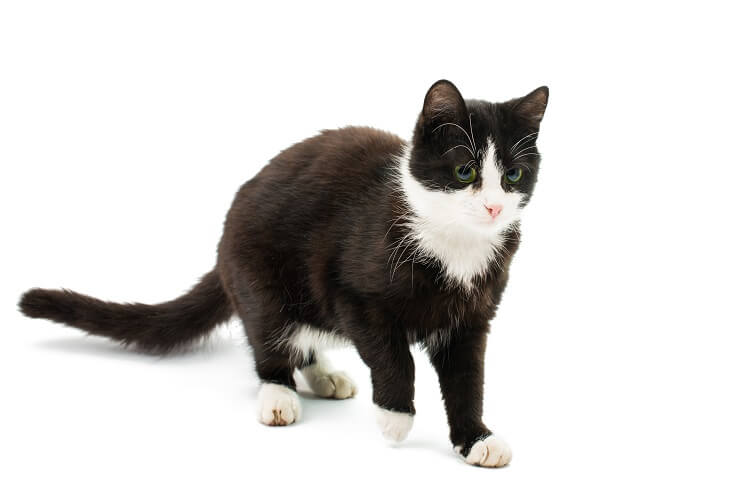 235 Best Black And White Cat Names Lol Cats