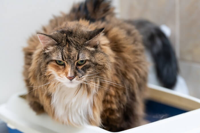 brown calico cat