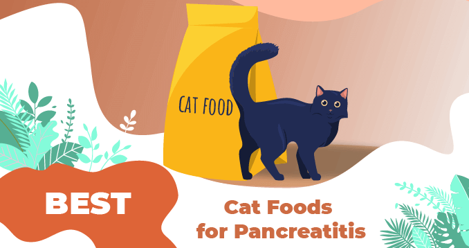 7 Best Cat Foods For Pancreatitis LOL Cats