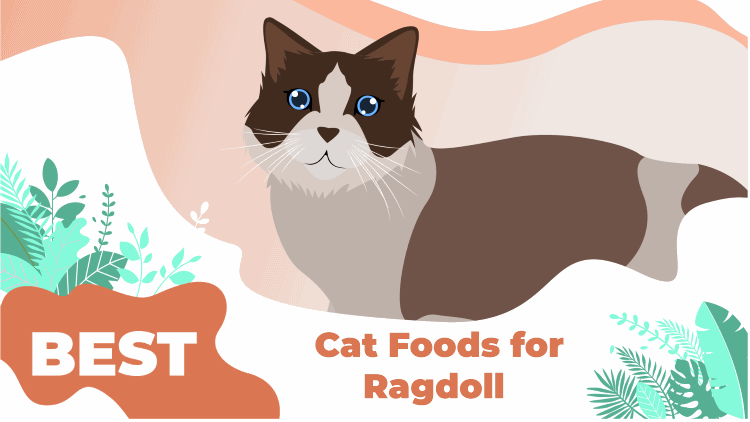 8 Best Cat Foods For Ragdoll Cats - LOL Cats