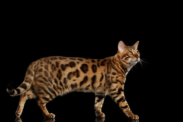 The 235 Best Bengal Cat Names - LOL Cats