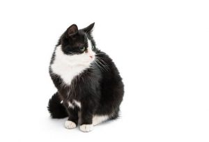 235+ Best Black And White Cat Names - LOL Cats