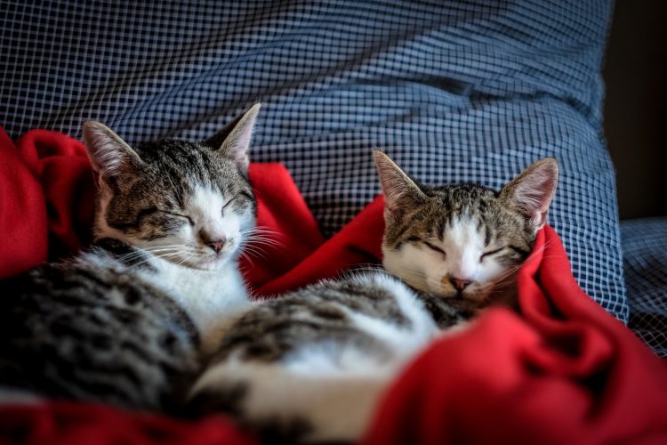 Why do cats sleep so much?