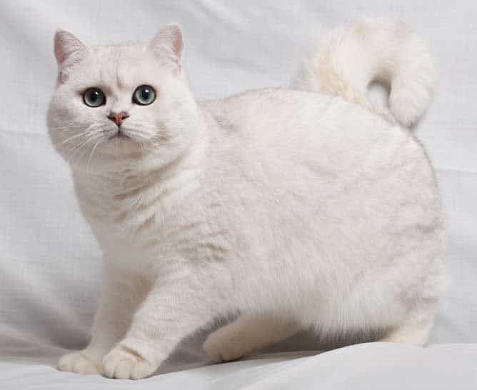 British Shorthair cat breed with big eyes