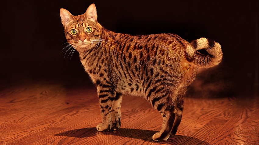 Ocicat cat breed with big eyes