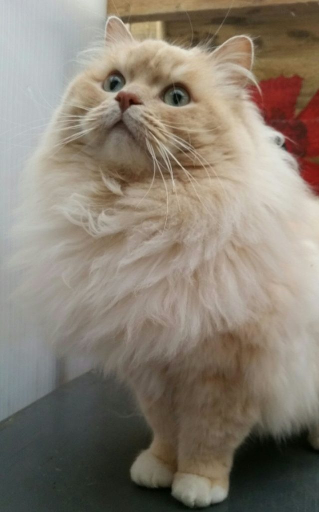 Ragamuffin cat breed with big eyes