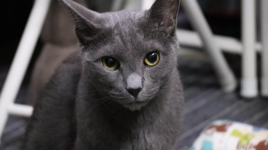 Russian Blue cat breed with big eyes
