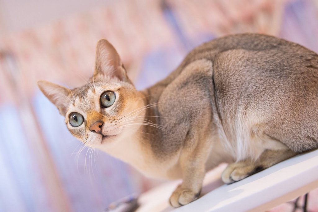 Singapura cat breed with big eyes