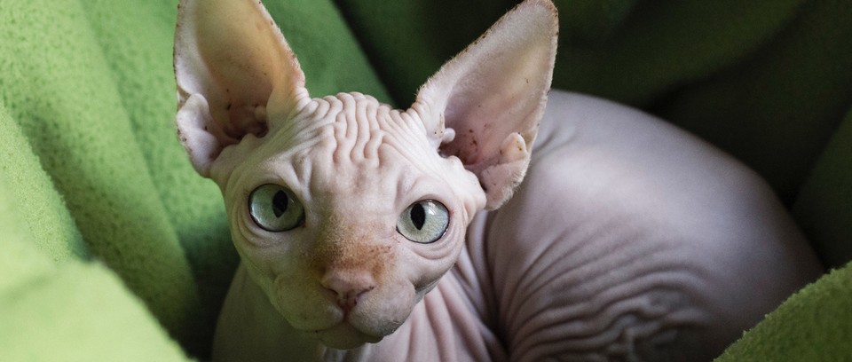 Sphynx cat breed with big eyes