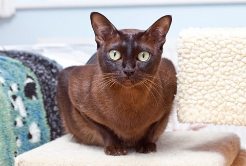 Burmese cat breed with big eyes