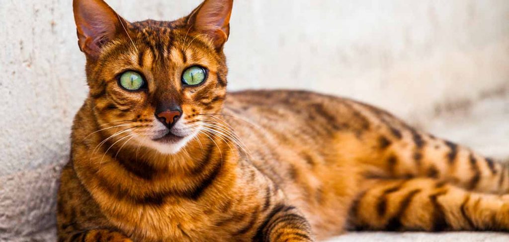 California Spangled cat breed with big eyes