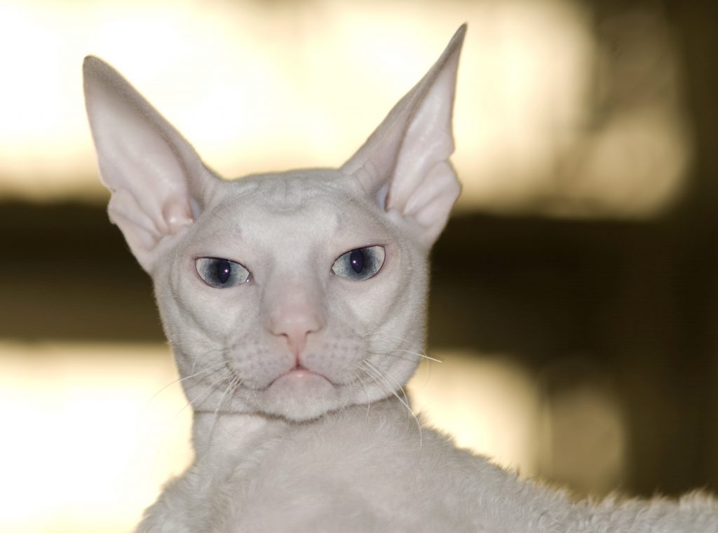 Cornish Rex cat breed with big eyes