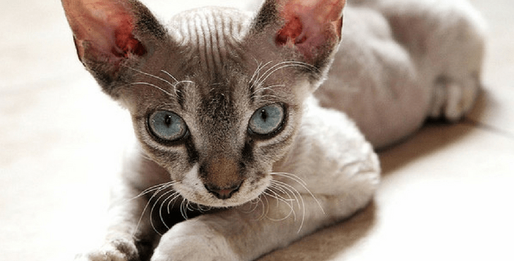 Devon Rex cat breed with big eyes