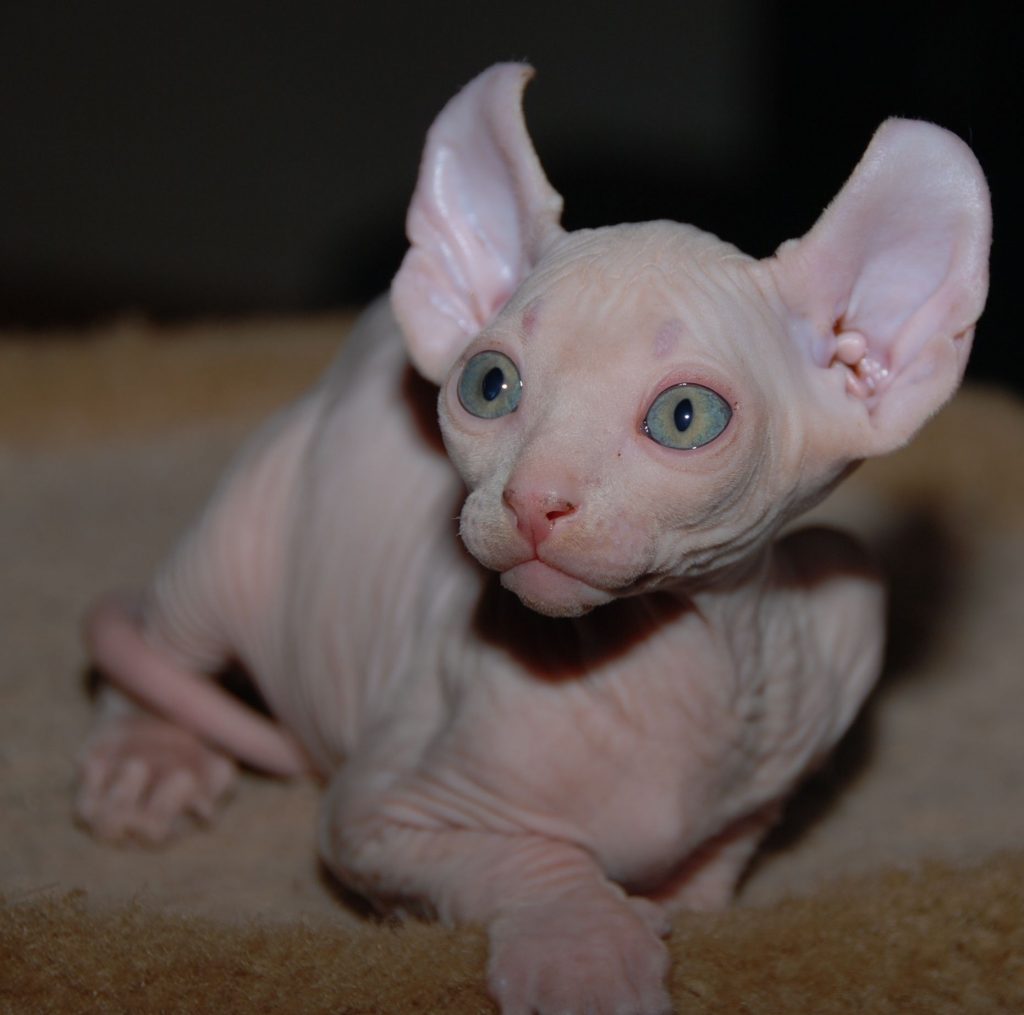 Elf Cat breed with big eyes