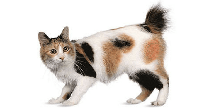 Japanese Bobtail cat breed with big eyes