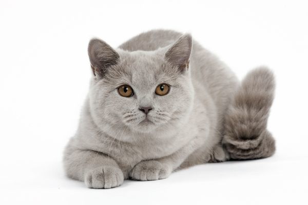 A buff and white domestic shorthair cat with beautiful golden eyes