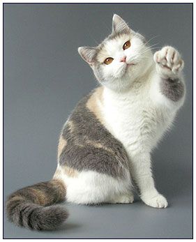 british shorthair Tortie or Tortoiseshell Color