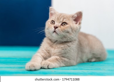 Cream Color british shorthair