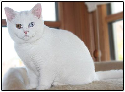 british shorthair White Color