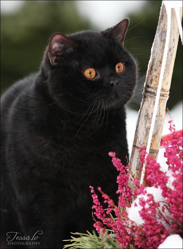 British shorthair black Color