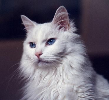 Turkish Angora cat breed