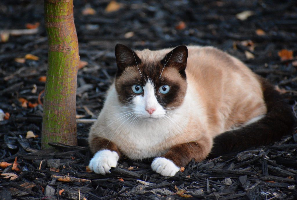 Snowshoe cat breed