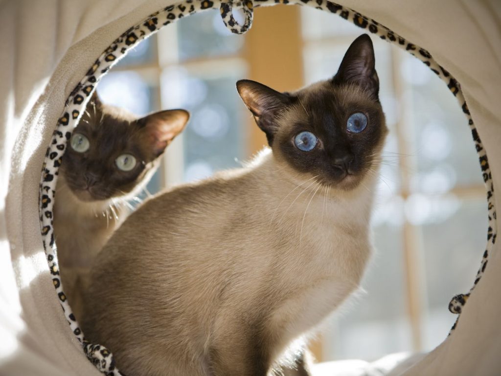 Tonkinese cat breed