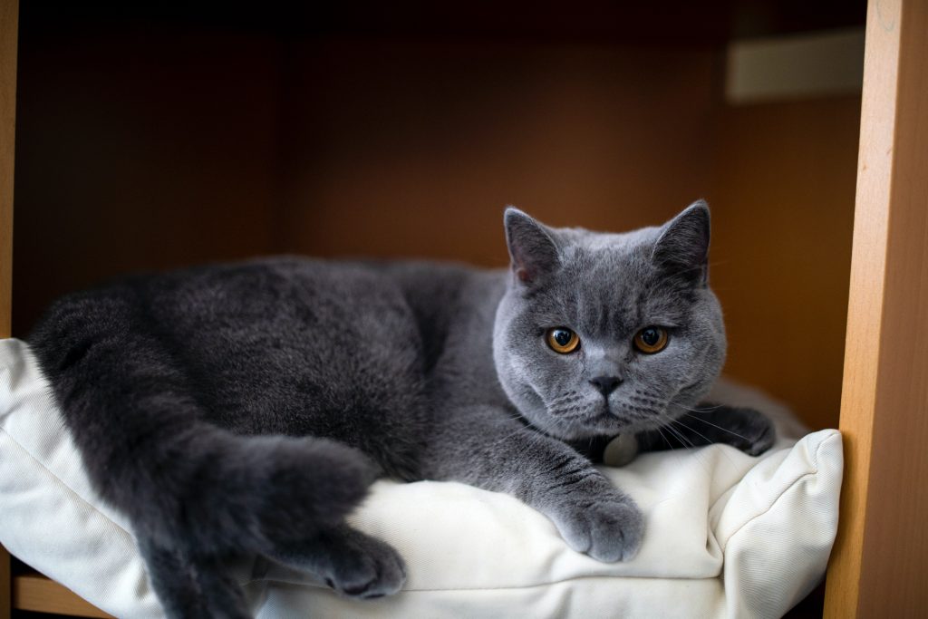 Chartreux dark gray cat