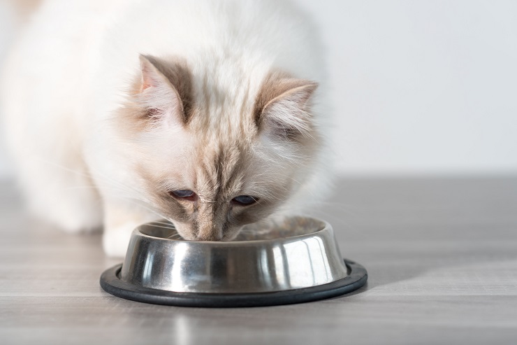 Your cat covers their bowl of food to keep it safe from other felines