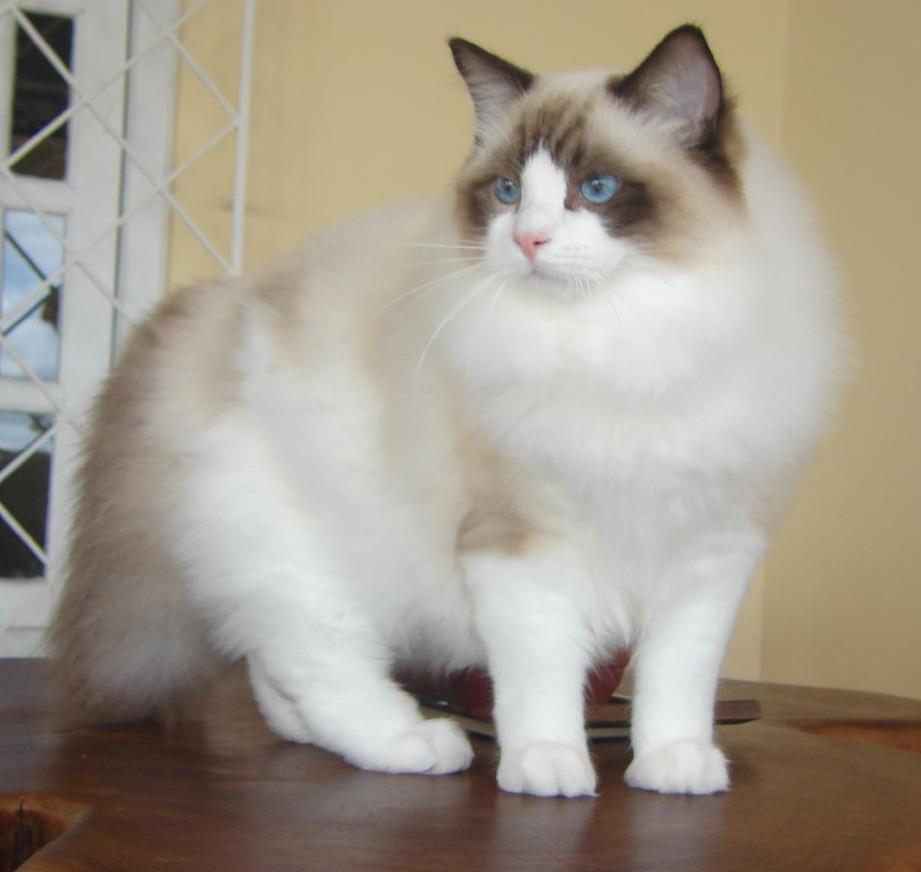 Ragdoll cat breed