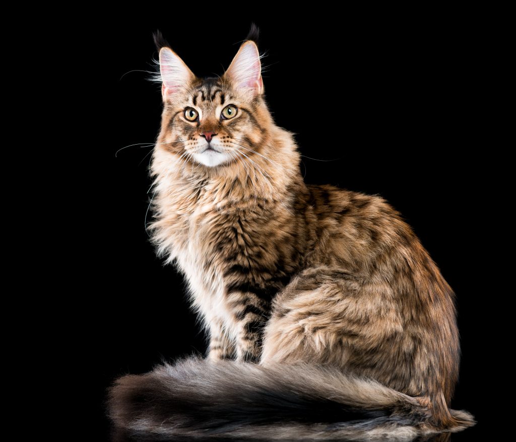 Portrait of domestic black tabby Maine Coon kitten