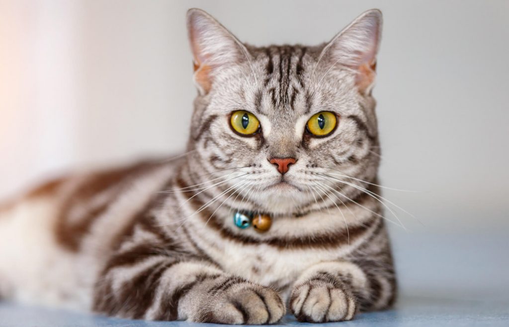 American Shorthair cat breed