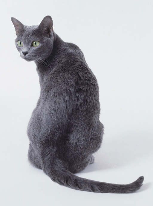 Korat cat breed