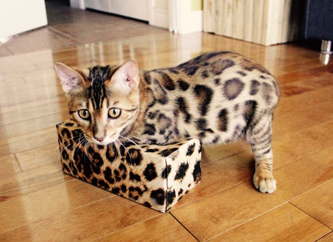 Bengal cat breed