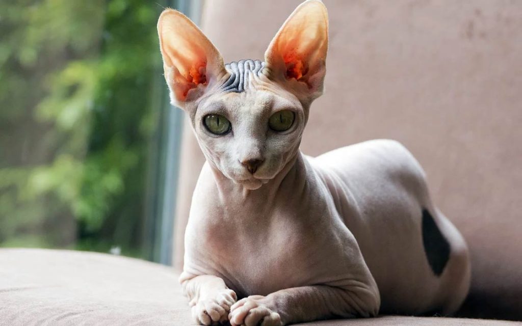 Peterbald cat - the Petersburg Sphynx