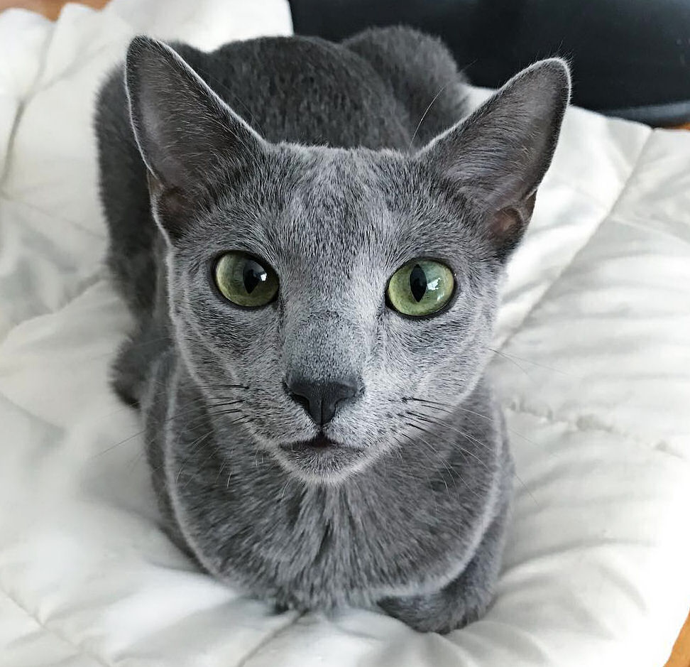 Russian Blue cat breed