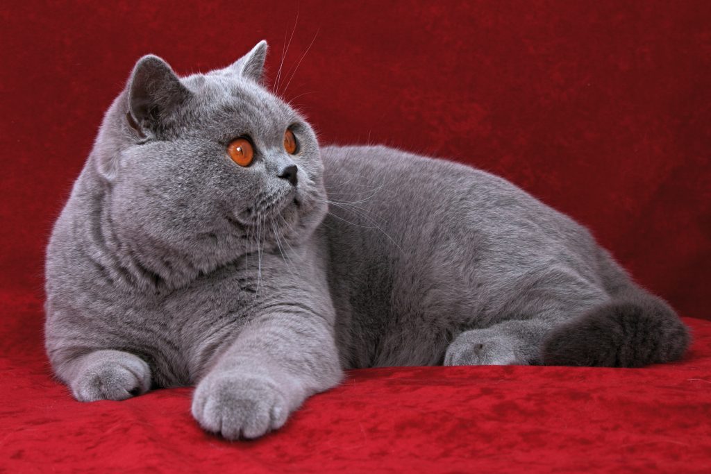 British Shorthair cat breed