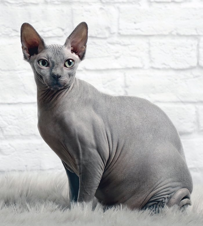 Sphynx cat breed